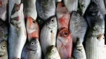 أسعار الأسماك 1-12-2025: صعود البلطي وهبوط المكرونة السويسي